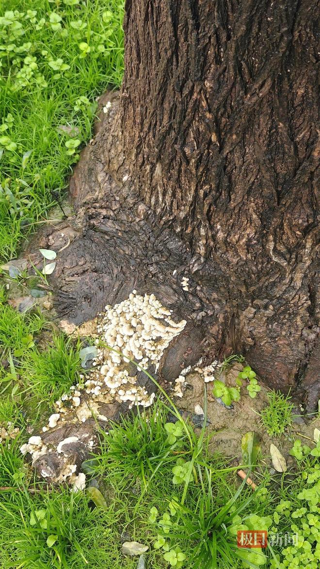 蘑菇大雁塔受潮城墙布满青苔气象局解释成因冰球突破豪华版西安连续一个多月降雨遍地长(图4) 蘑菇大雁塔受潮城墙布满青苔气象局解释成因冰球突破豪华版西安连续一个多月降雨遍地长(图4)