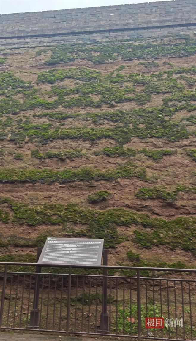 蘑菇大雁塔受潮城墙布满青苔气象局解释成因冰球突破豪华版西安连续一个多月降雨遍地长(图3) 蘑菇大雁塔受潮城墙布满青苔气象局解释成因冰球突破豪华版西安连续一个多月降雨遍地长(图3)