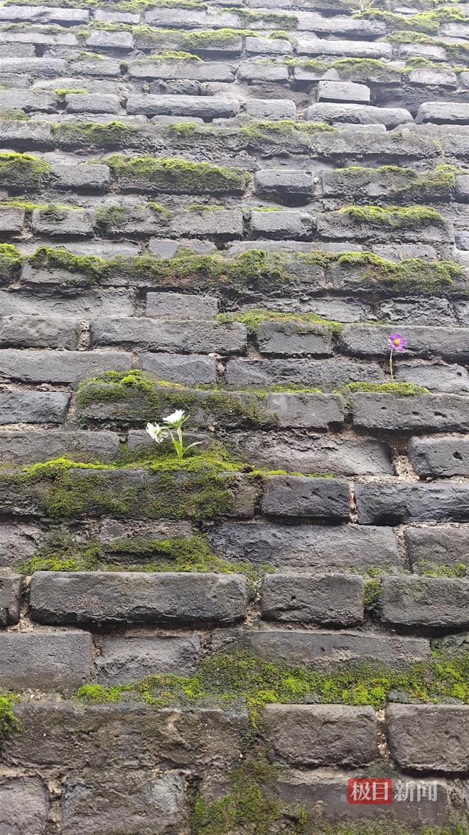 蘑菇大雁塔受潮城墙布满青苔气象局解释成因冰球突破豪华版西安连续一个多月降雨遍地长(图2) 蘑菇大雁塔受潮城墙布满青苔气象局解释成因冰球突破豪华版西安连续一个多月降雨遍地长(图2)