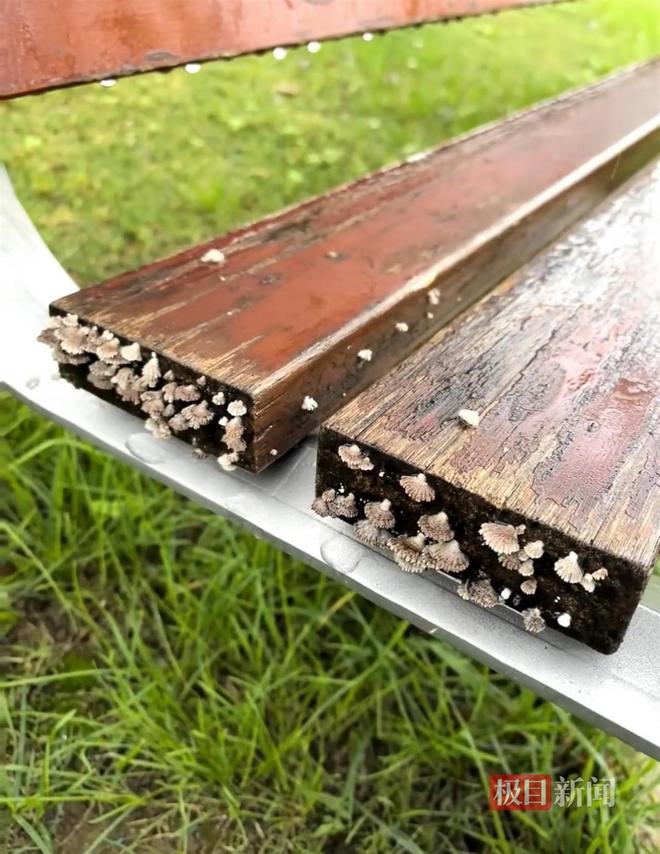 蘑菇大雁塔受潮城墙布满青苔气象局解释成因冰球突破豪华版西安连续一个多月降雨遍地长(图5) 蘑菇大雁塔受潮城墙布满青苔气象局解释成因冰球突破豪华版西安连续一个多月降雨遍地长(图5)